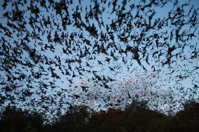 Mexican free-tailed bats, the most common bats in Texas, are seen leaving the Bracken Bat Cave, which lies close to San Antonio, Texas.